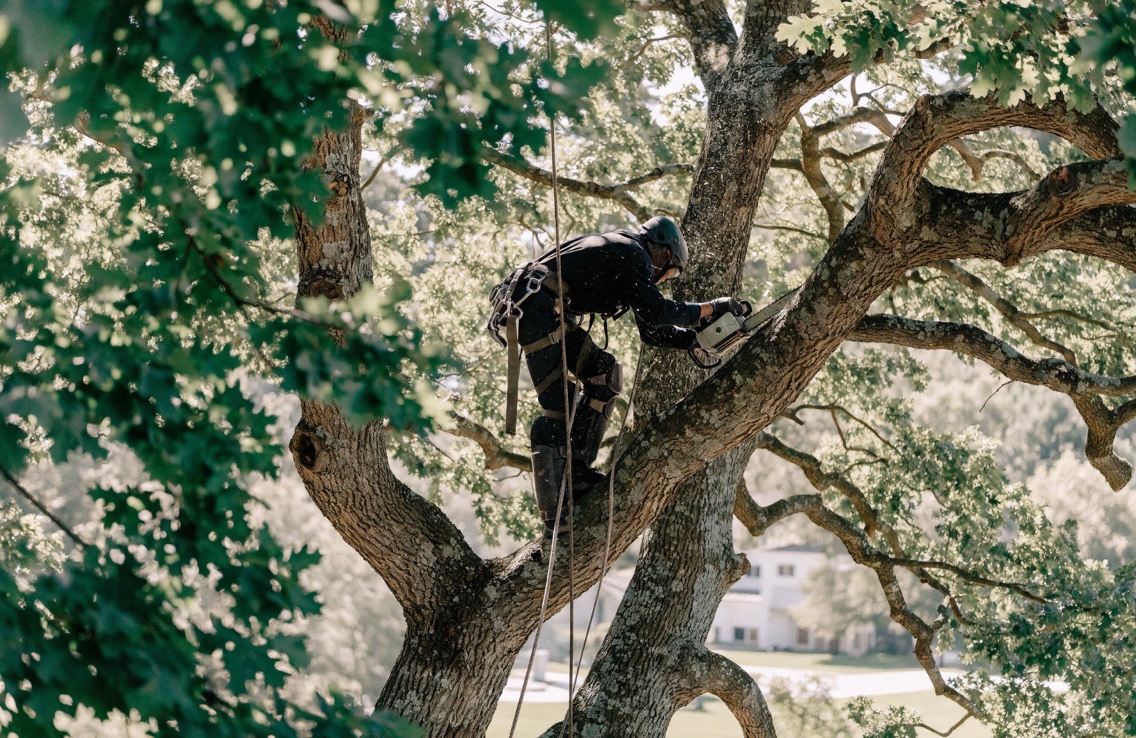 Arborist roped into a tree canopy making a pruning cut