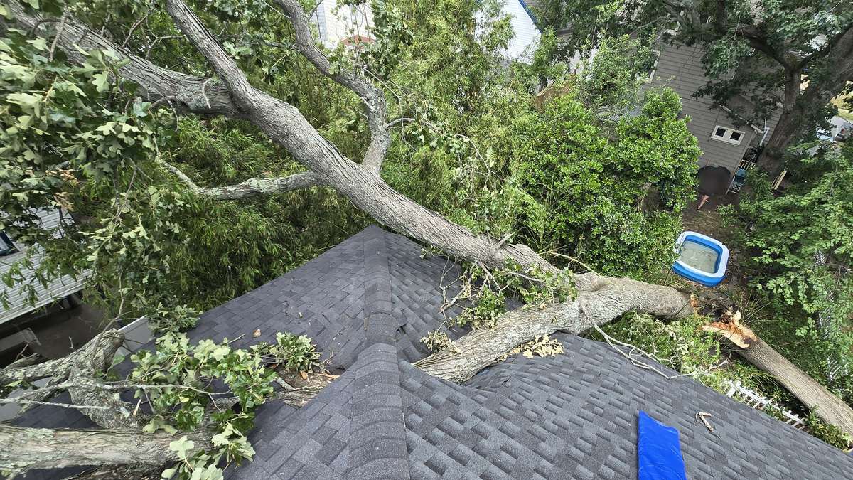 Large fallen tree resting on a shingled roof after a storm