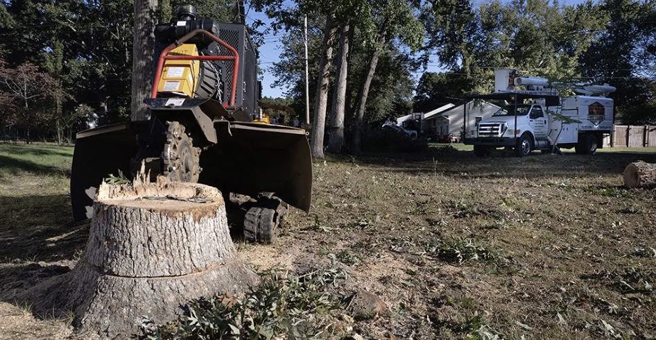 Tracked stump grinder beside a fresh stump with a Tree Ya Later bucket truck behind