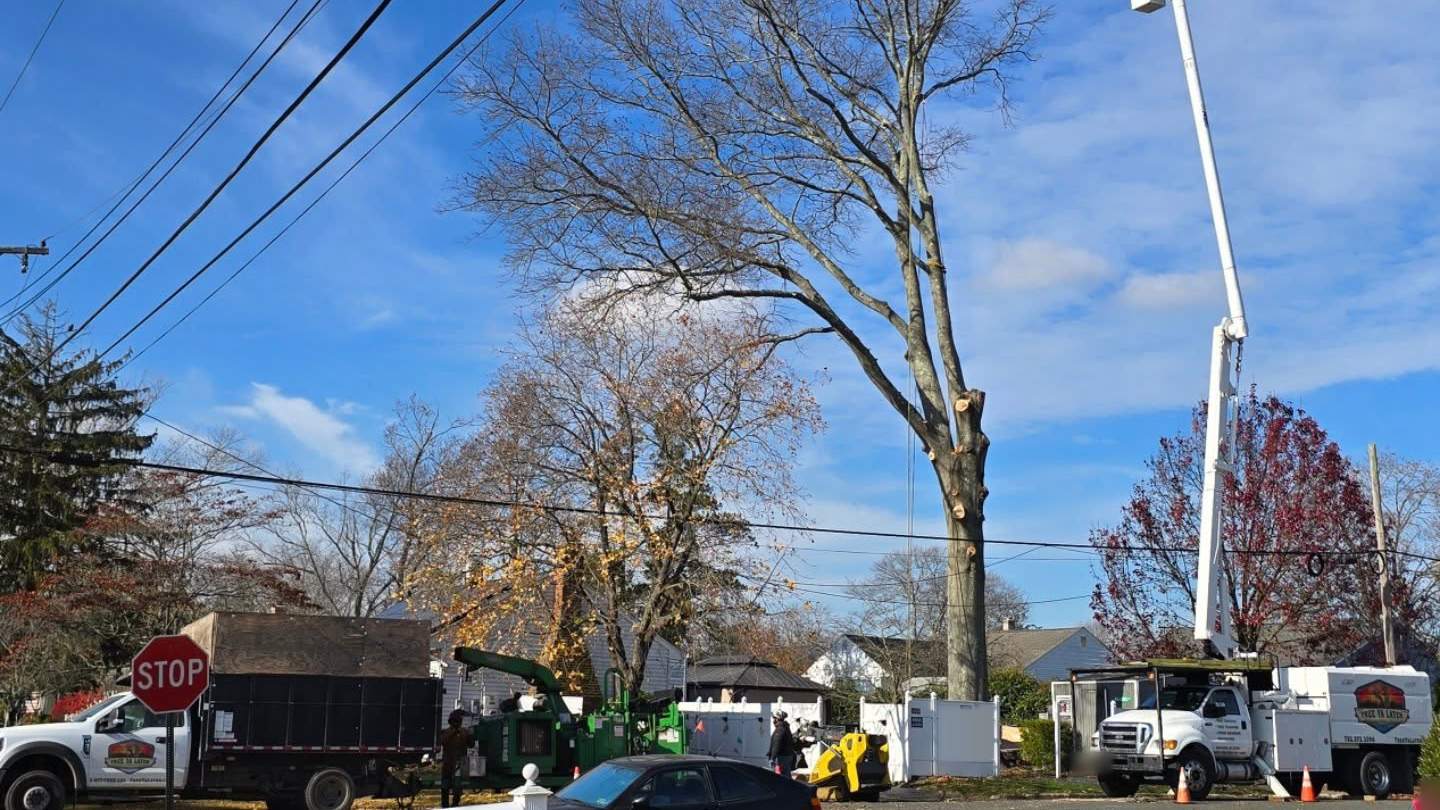 Tree Ya Later crew removing a tall tree with a bucket truck on a residential street
